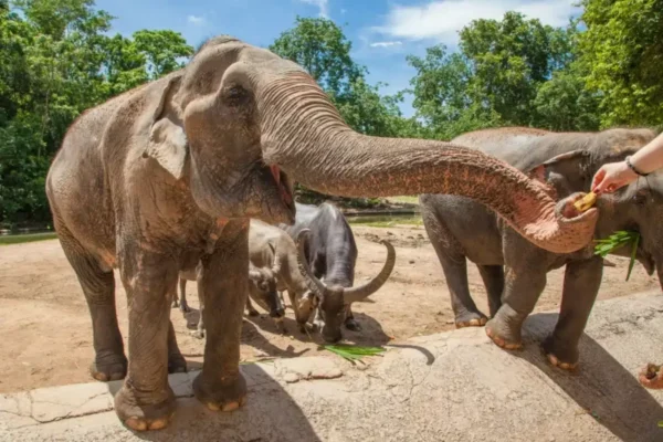 Phuket Safari City Tour