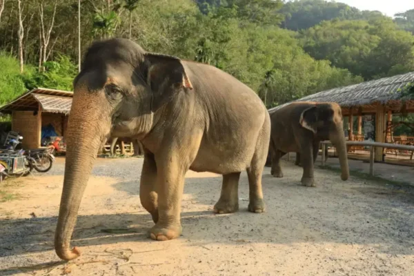 Elephant Jungle Sanctuary