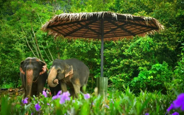 Phuket Easy GO G Package