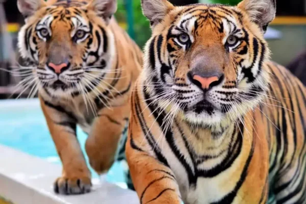 Phuket Tiger Kingdom